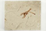 1.2" Cretaceous Lobster (Eryma) Fossil - Lebanon - #200692-1
